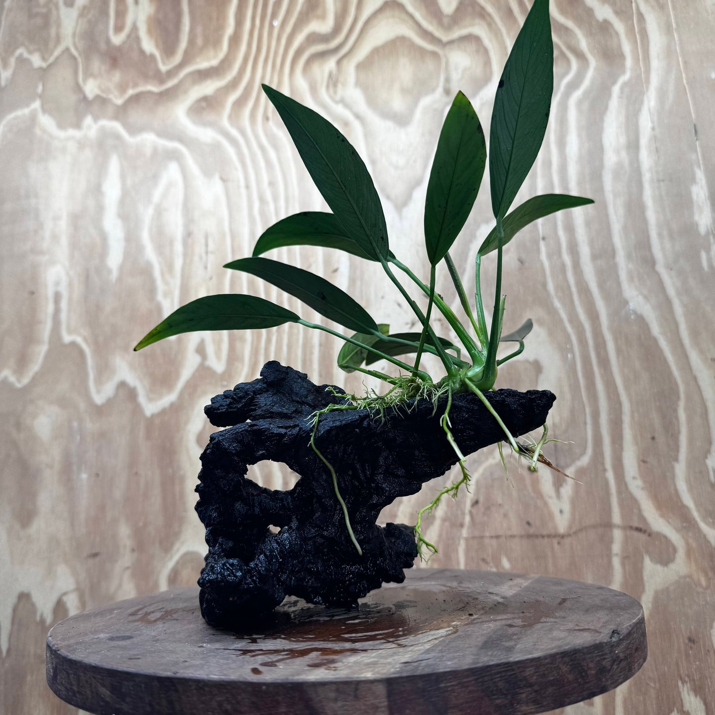 Pisces Enterprises One Only Anubias Old Type Afzelli on Medium Driftwood Creation - One Only - Lush Anubias Afzelli old type on Medium Driftwood - Aquarium Plants Australia