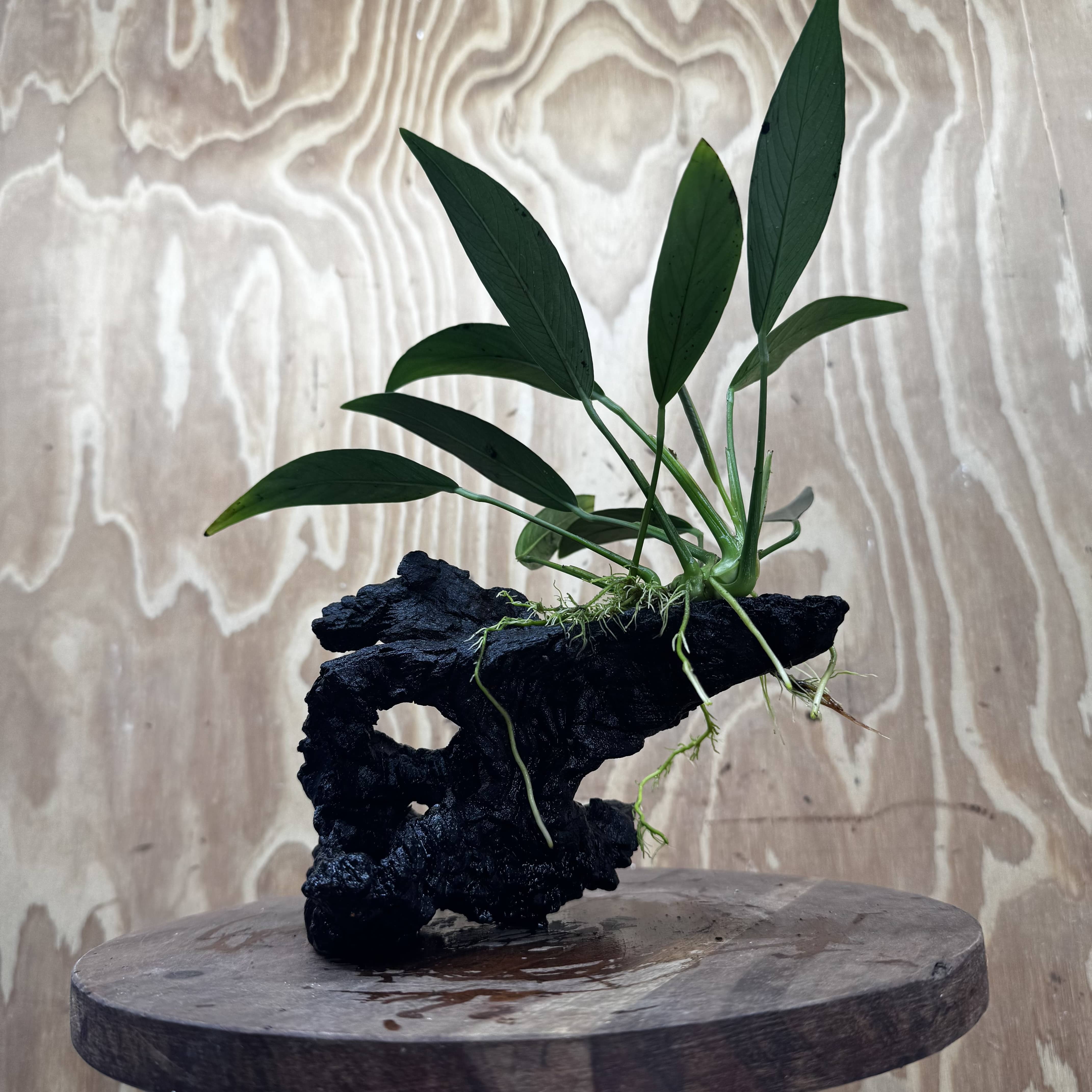 Pisces Enterprises One Only Anubias Old Type Afzelli on Medium Driftwood Creation - One Only - Lush Anubias Afzelli old type on Medium Driftwood - Aquarium Plants Australia