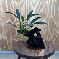 Pisces Enterprises One Only Anubias Old Type Afzelli on Medium Driftwood Creation - One Only - Lush Anubias Afzelli old type on Medium Driftwood - Aquarium Plants Australia