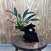Pisces Enterprises One Only Anubias Old Type Afzelli on Medium Driftwood Creation - One Only - Lush Anubias Afzelli old type on Medium Driftwood - Aquarium Plants Australia