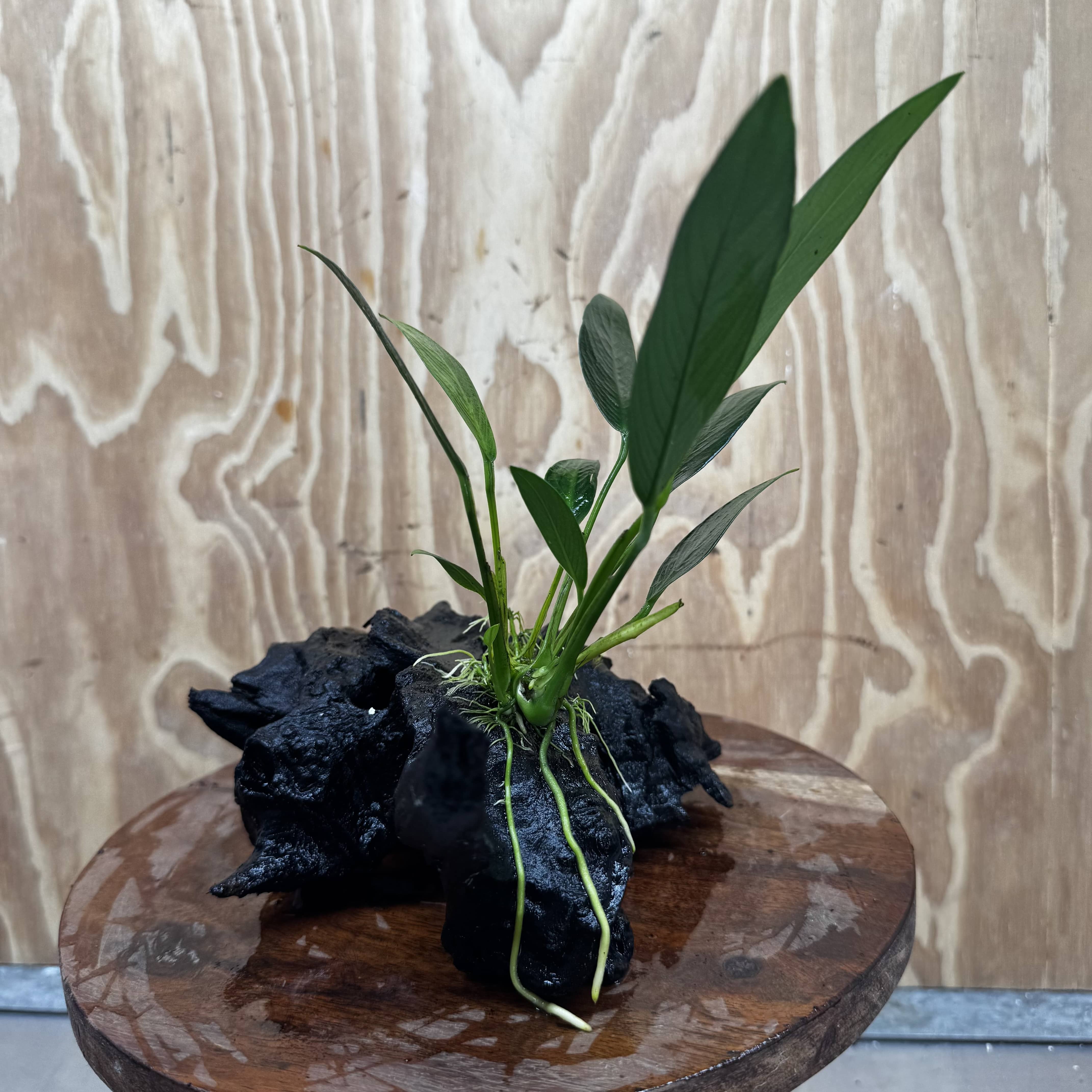 Pisces Enterprises One Only Anubias Old Type Afzelli on Medium Driftwood Creation - One Only - Lush Anubias Afzelli old type on Medium Driftwood - Aquarium Plants Australia