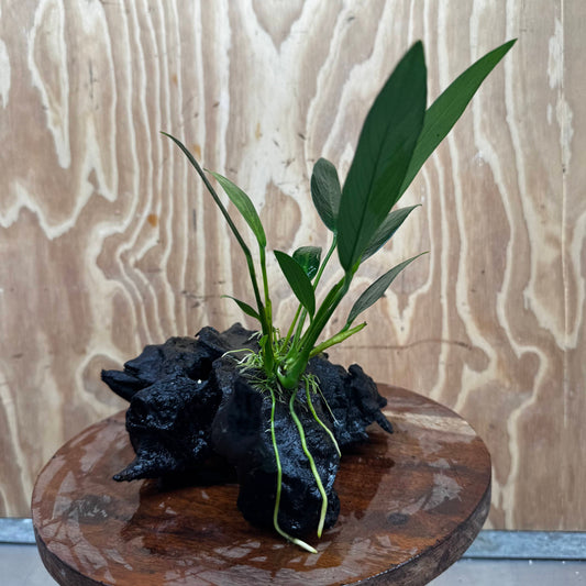 Pisces Enterprises One Only Anubias Old Type Afzelli on Medium Driftwood Creation - One Only - Lush Anubias Afzelli old type on Medium Driftwood - Aquarium Plants Australia