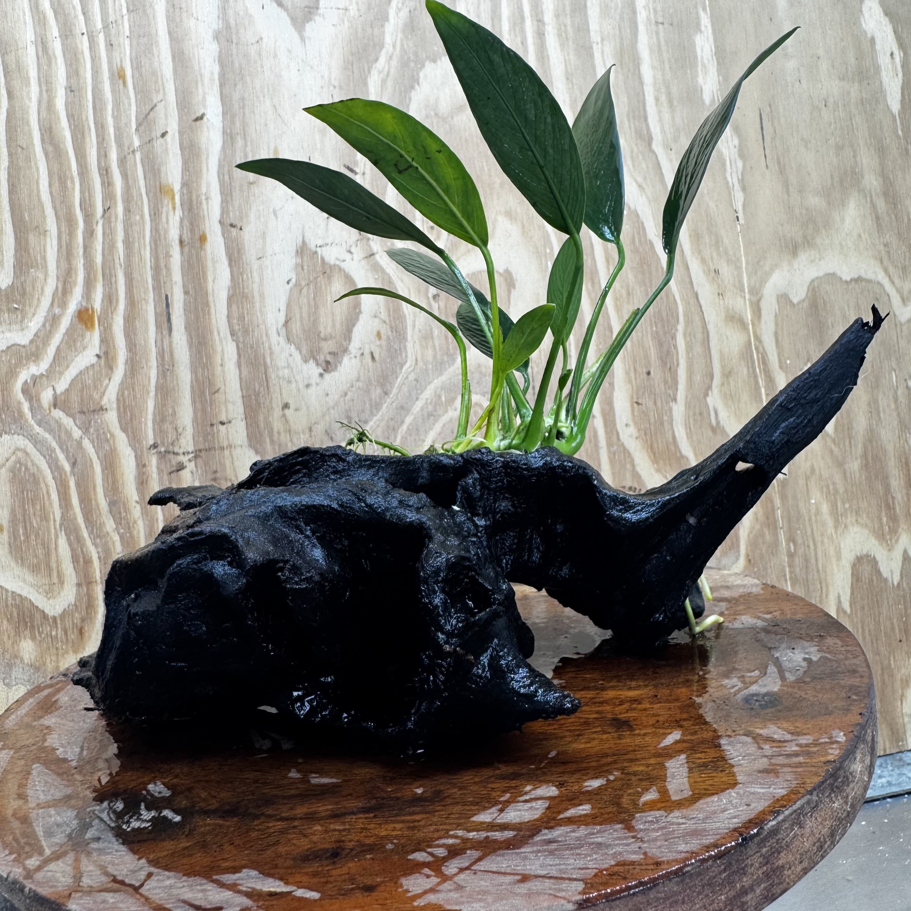 Pisces Enterprises One Only Anubias Old Type Afzelli on Medium Driftwood Creation - One Only - Lush Anubias Afzelli old type on Medium Driftwood - Aquarium Plants Australia