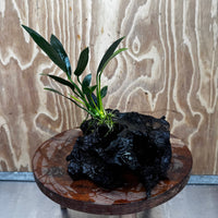 Pisces Enterprises One Only Anubias Old Type Afzelli on Medium Driftwood Creation - One Only - Lush Anubias Afzelli old type on Medium Driftwood - Aquarium Plants Australia