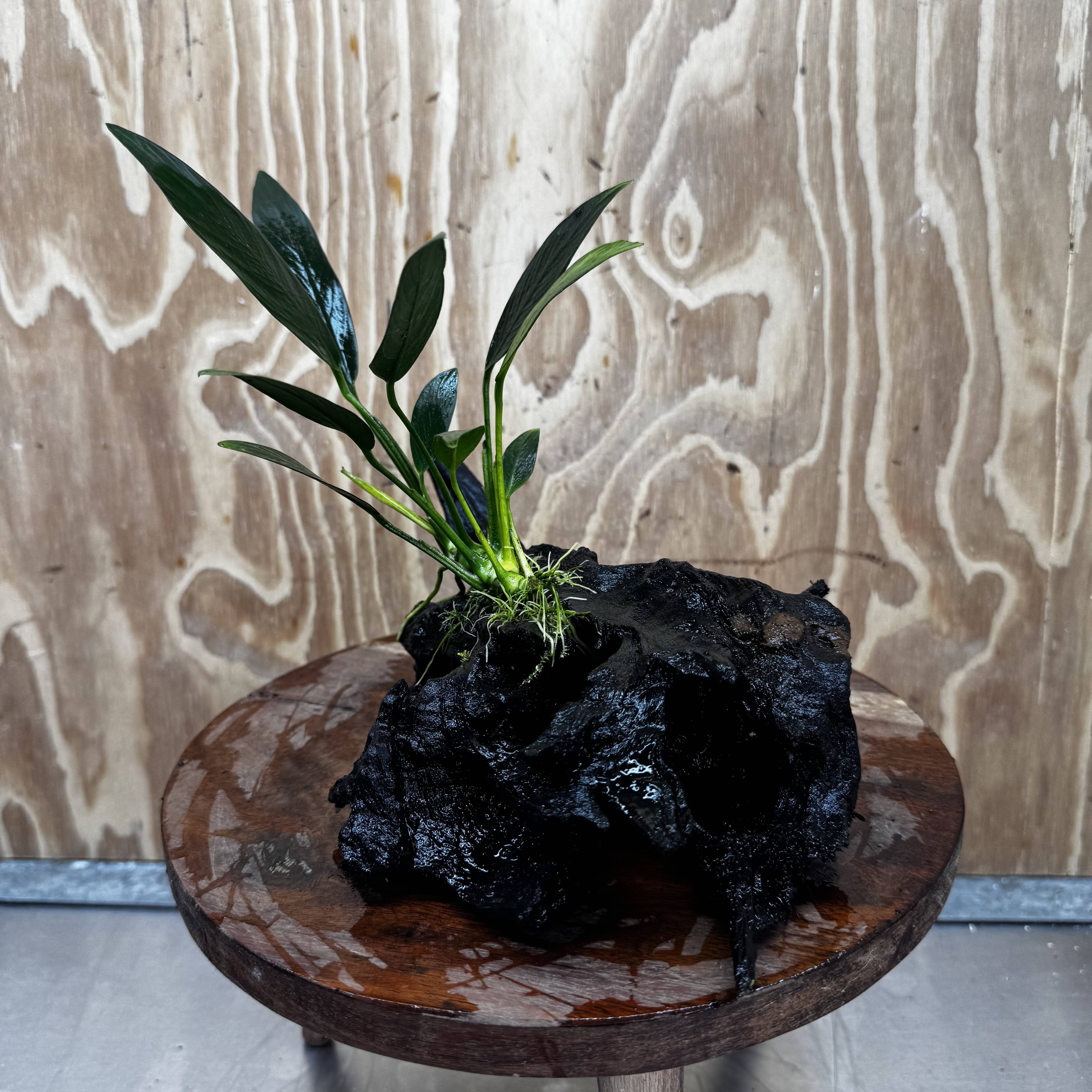Pisces Enterprises One Only Anubias Old Type Afzelli on Medium Driftwood Creation - One Only - Lush Anubias Afzelli old type on Medium Driftwood - Aquarium Plants Australia