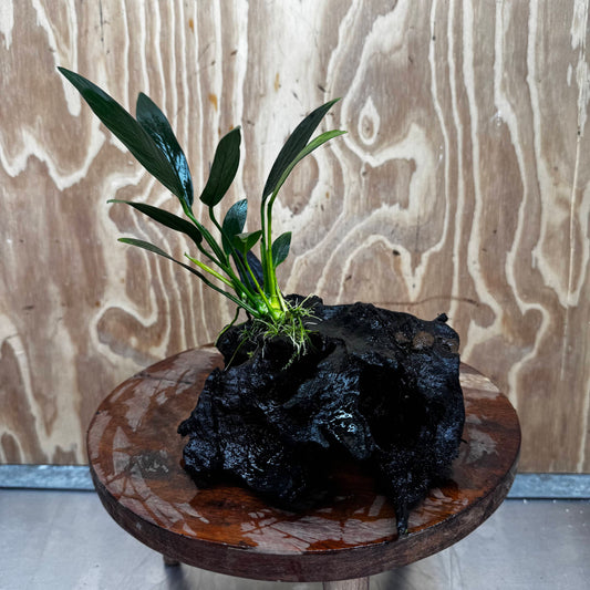 Pisces Enterprises One Only Anubias Old Type Afzelli on Medium Driftwood Creation - One Only - Lush Anubias Afzelli old type on Medium Driftwood - Aquarium Plants Australia