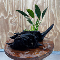 Pisces Enterprises One Only Anubias Old Type Afzelli on Medium Driftwood Creation - One Only - Lush Anubias Afzelli old type on Medium Driftwood - Aquarium Plants Australia