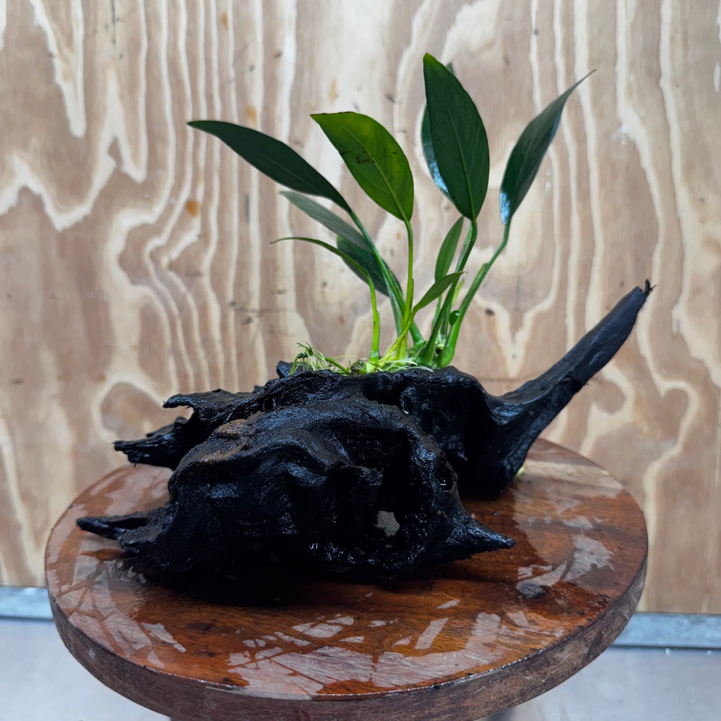 Pisces Enterprises One Only Anubias Old Type Afzelli on Medium Driftwood Creation - One Only - Lush Anubias Afzelli old type on Medium Driftwood - Aquarium Plants Australia