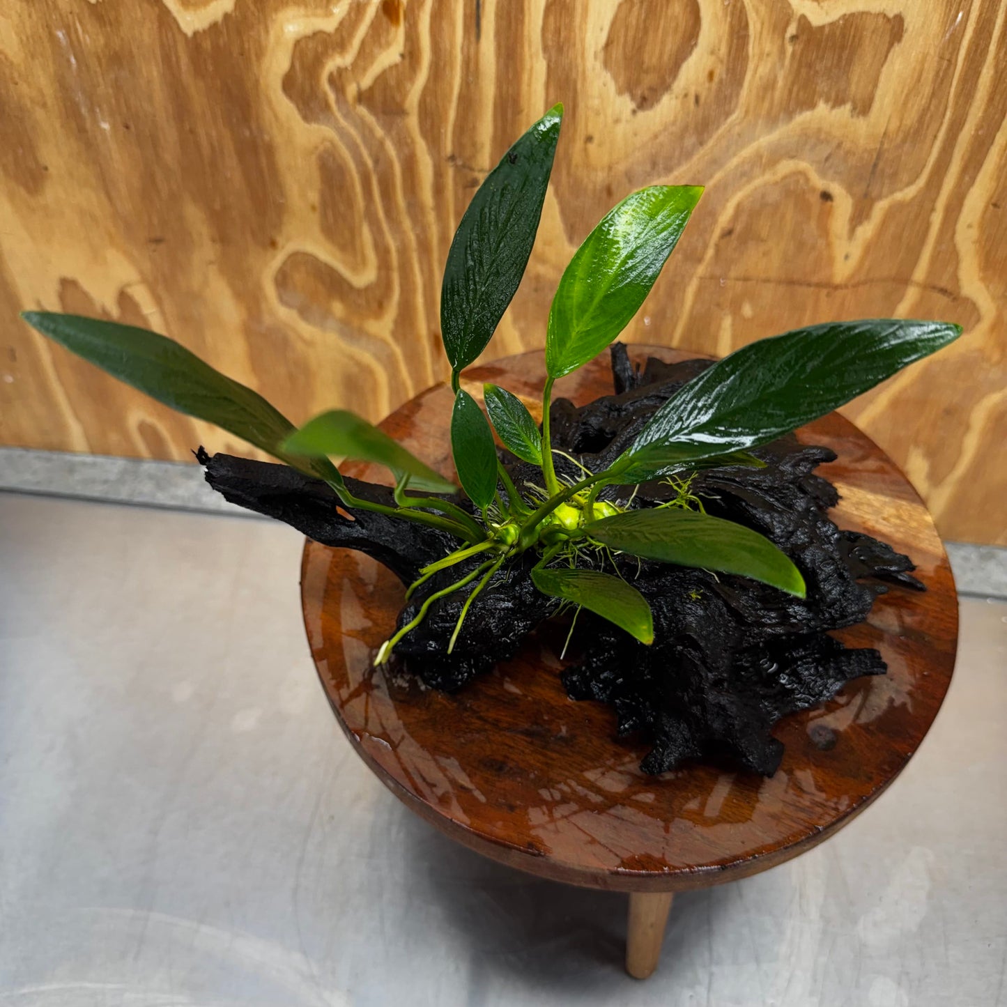 Pisces Enterprises One Only Anubias Old Type Afzelli on Medium Driftwood Creation - One Only - Lush Anubias Afzelli old type on Medium Driftwood - Aquarium Plants Australia