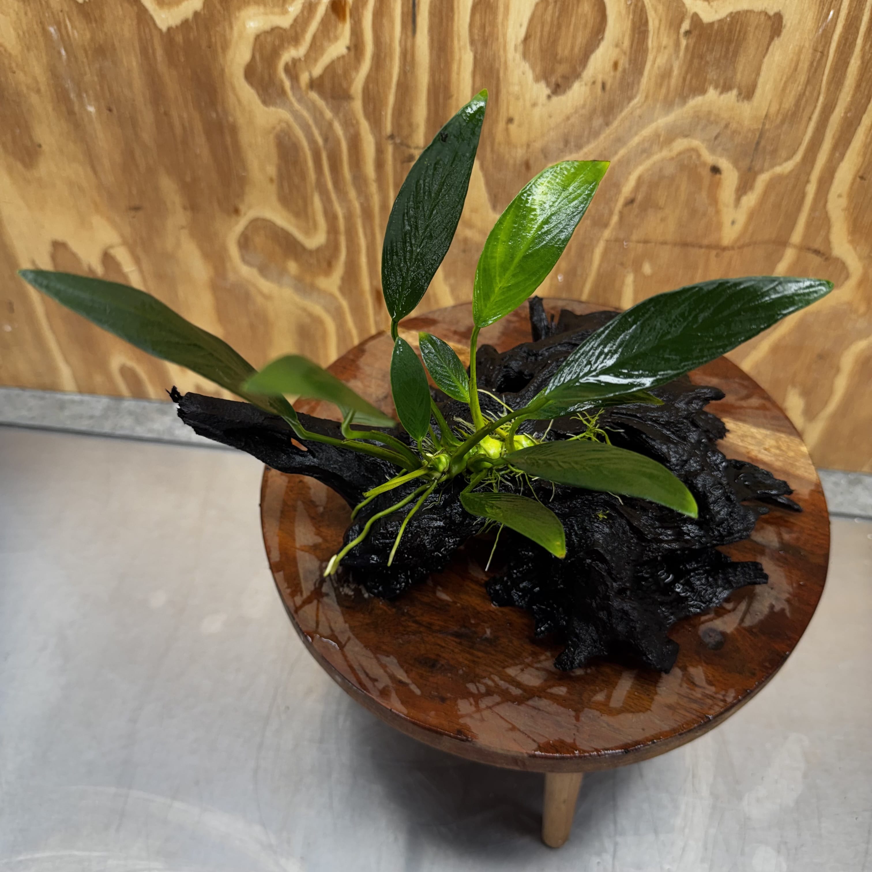 Pisces Enterprises One Only Anubias Old Type Afzelli on Medium Driftwood Creation - One Only - Lush Anubias Afzelli old type on Medium Driftwood - Aquarium Plants Australia
