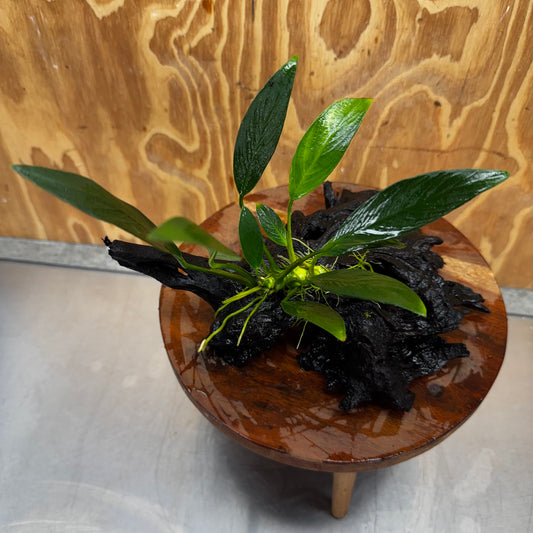 Pisces Enterprises One Only Anubias Old Type Afzelli on Medium Driftwood Creation - One Only - Lush Anubias Afzelli old type on Medium Driftwood - Aquarium Plants Australia