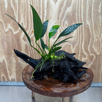Pisces Enterprises One Only Anubias Old Type Afzelli on Medium Driftwood Creation - One Only - Lush Anubias Afzelli old type on Medium Driftwood - Aquarium Plants Australia