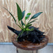 Pisces Enterprises One Only Anubias Old Type Afzelli on Medium Driftwood Creation - One Only - Lush Anubias Afzelli old type on Medium Driftwood - Aquarium Plants Australia