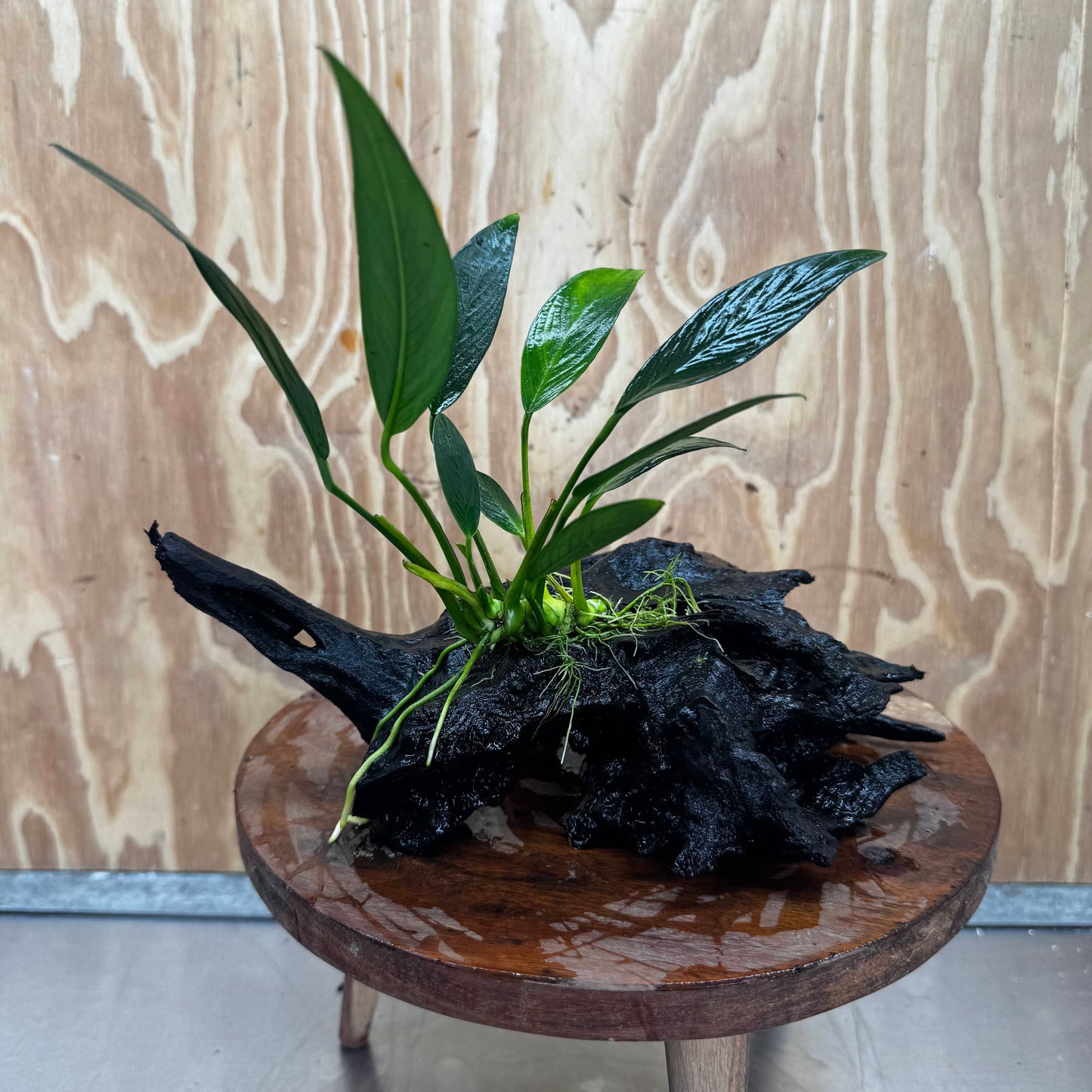 Pisces Enterprises One Only Anubias Old Type Afzelli on Medium Driftwood Creation - One Only - Lush Anubias Afzelli old type on Medium Driftwood - Aquarium Plants Australia