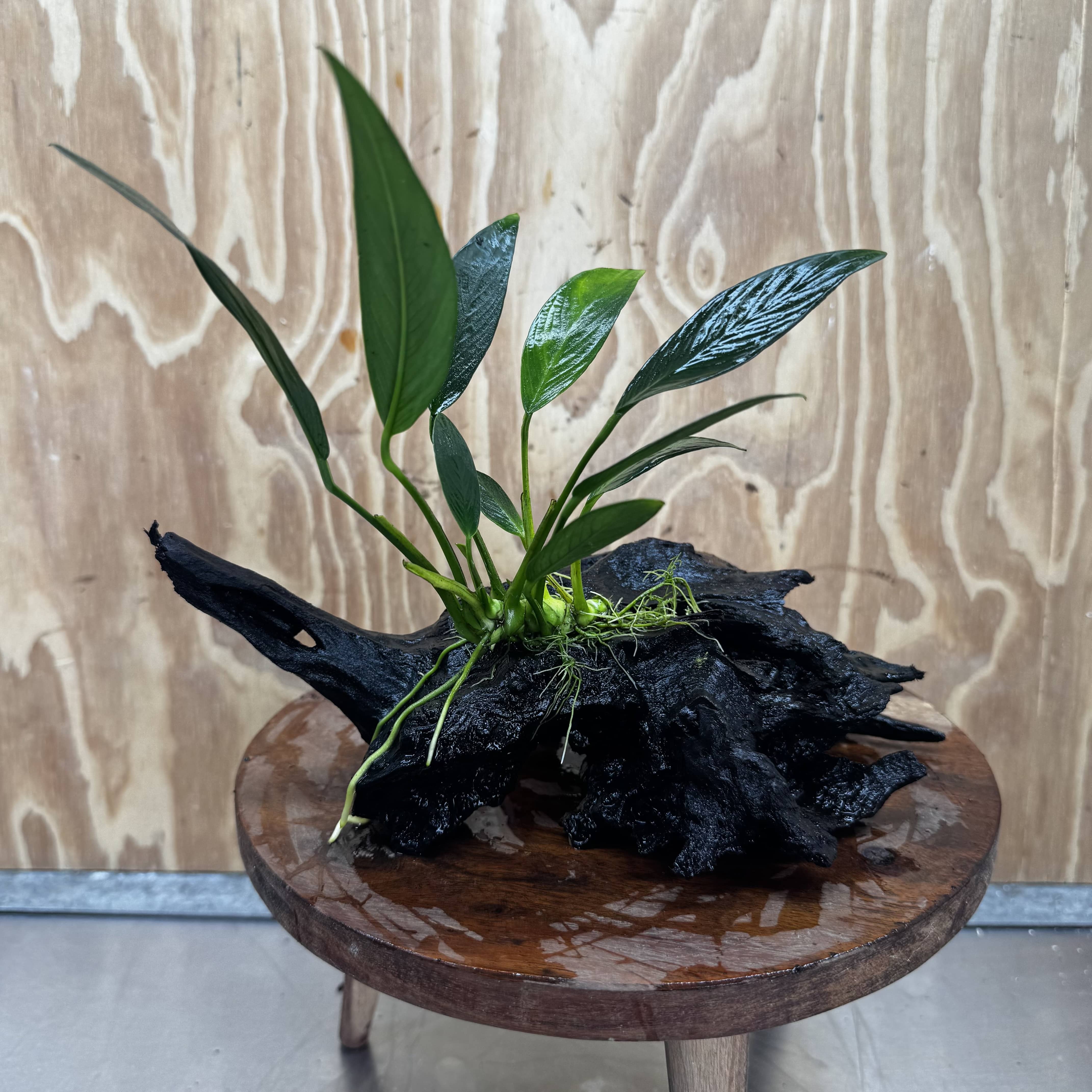 Pisces Enterprises One Only Anubias Old Type Afzelli on Medium Driftwood Creation - One Only - Lush Anubias Afzelli old type on Medium Driftwood - Aquarium Plants Australia