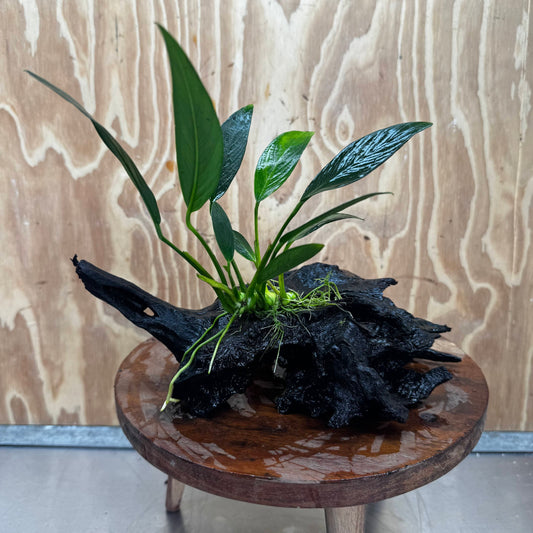 Pisces Enterprises One Only Anubias Old Type Afzelli on Medium Driftwood Creation - One Only - Lush Anubias Afzelli old type on Medium Driftwood - Aquarium Plants Australia