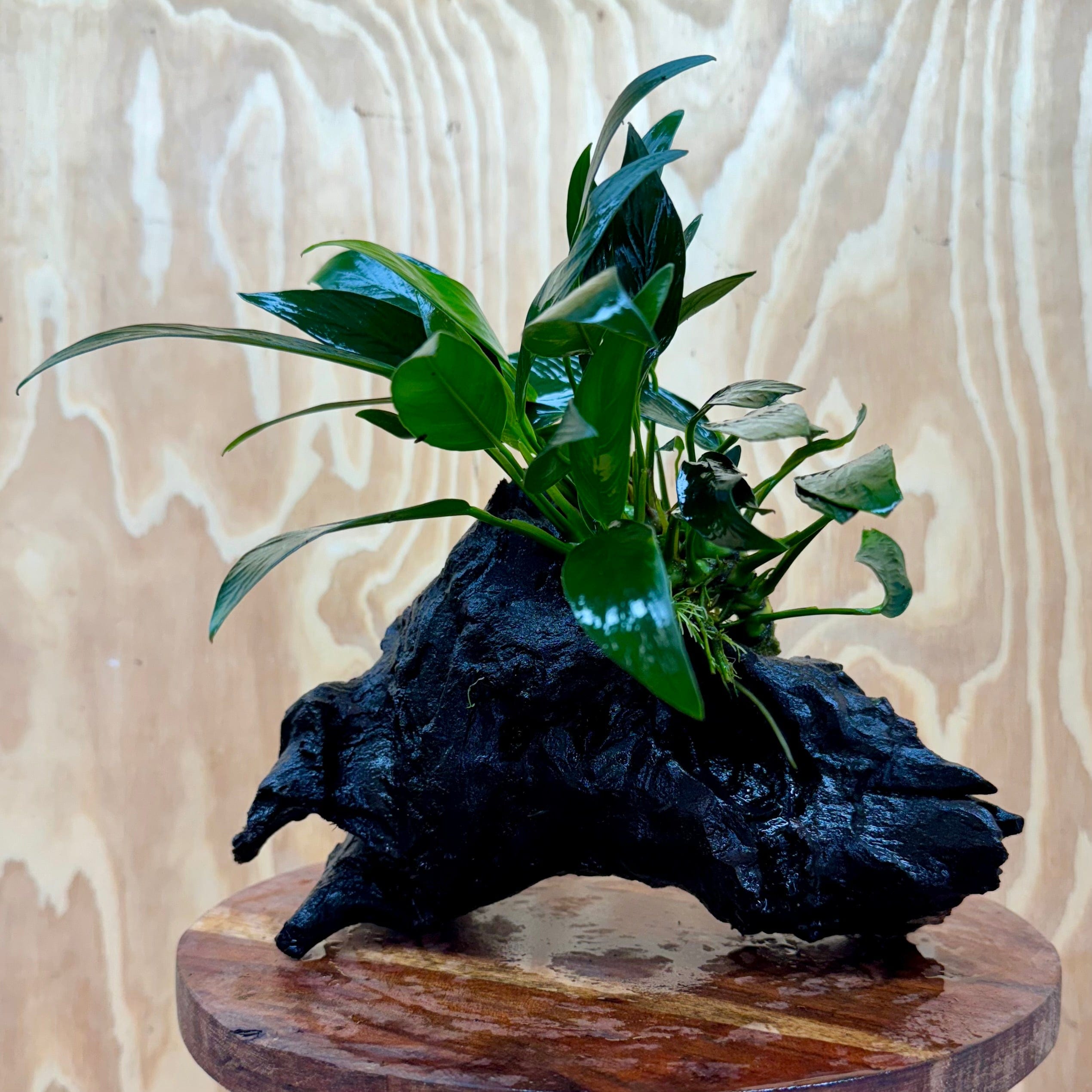 Pisces Enterprises One Only Anubias Old Type Afzelli on Medium Driftwood Creation - One Only - Lush Anubias Paco on Medium Driftwood - Aquarium Plants Australia