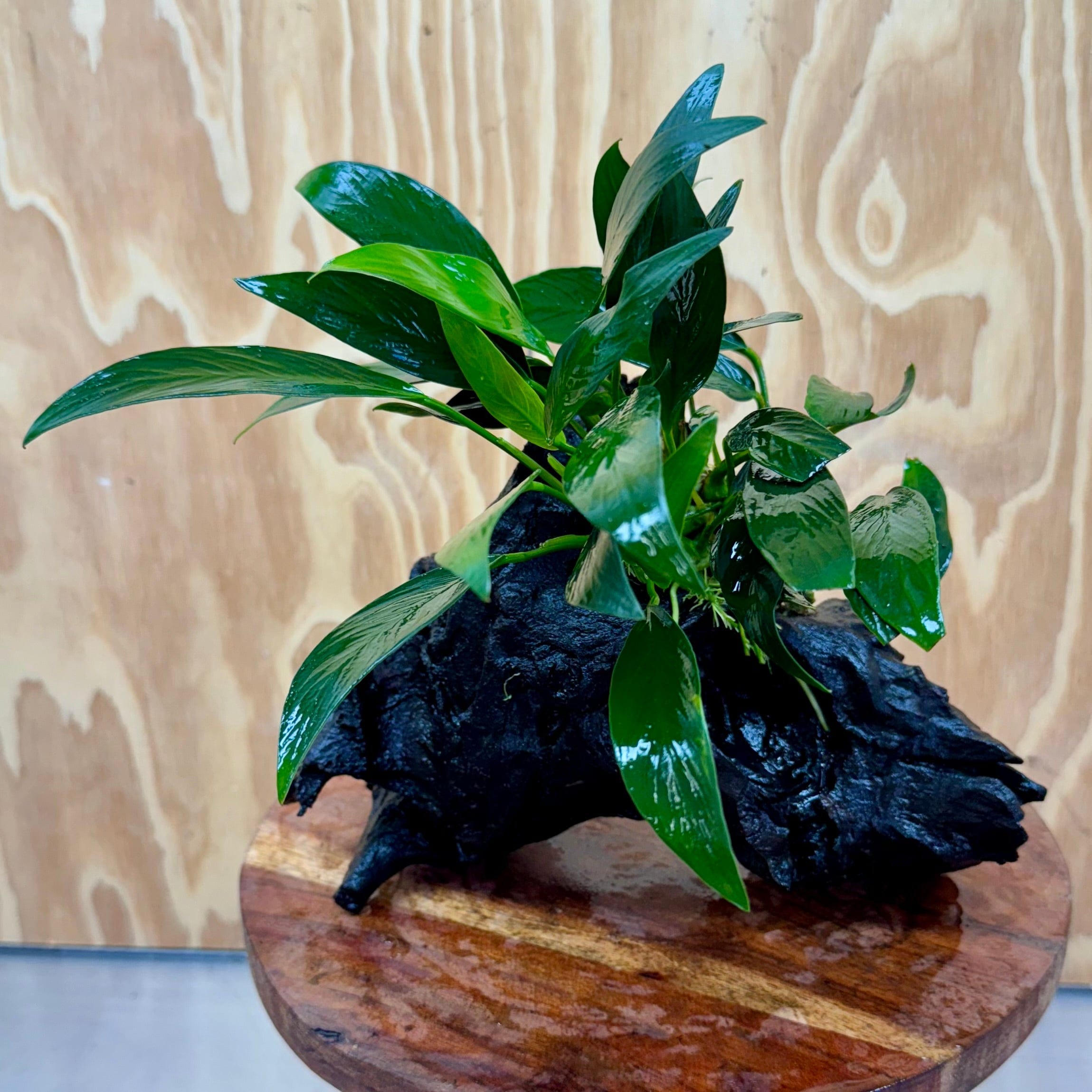 Pisces Enterprises One Only Anubias Old Type Afzelli on Medium Driftwood Creation - One Only - Lush Anubias Paco on Medium Driftwood - Aquarium Plants Australia