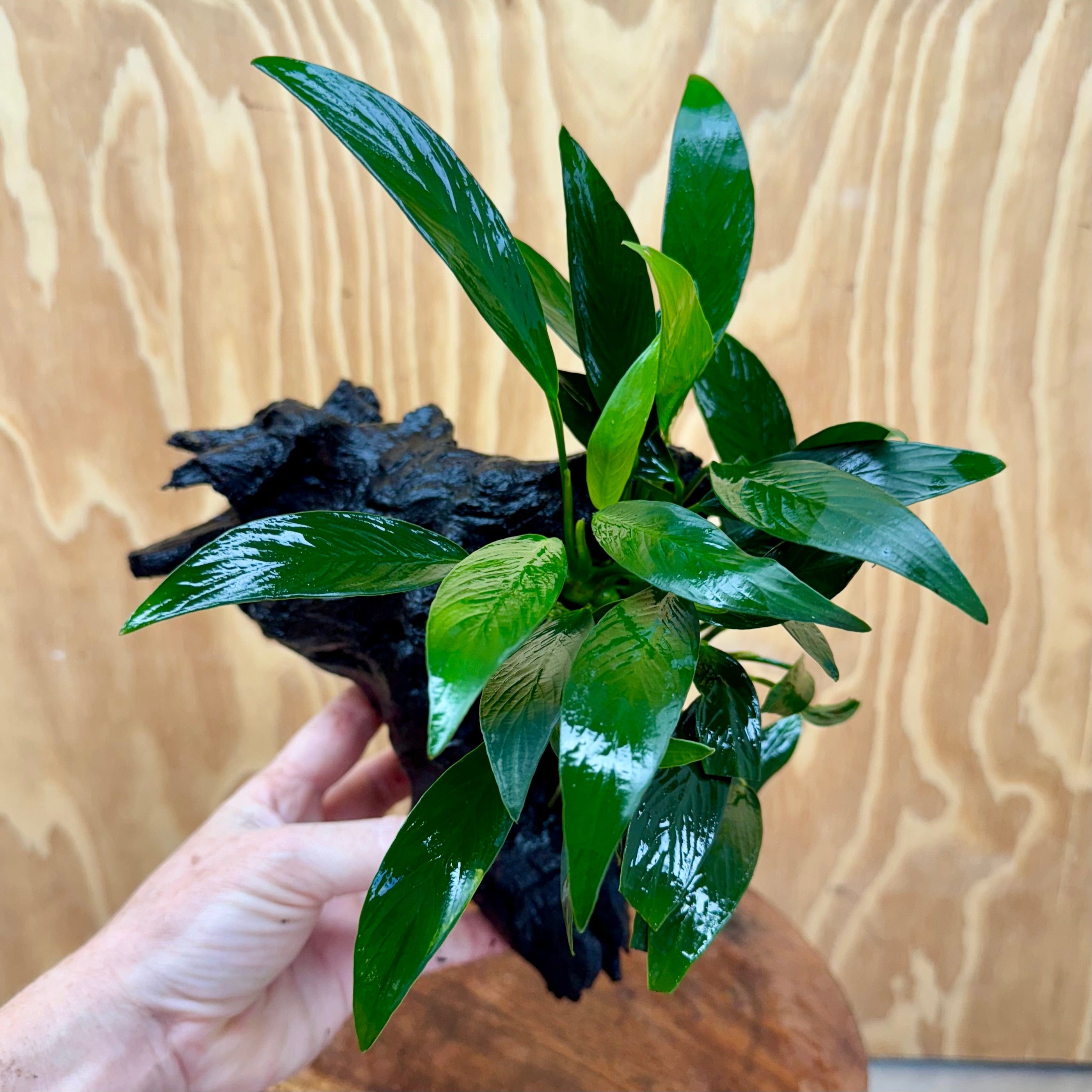 Pisces Enterprises One Only Anubias Old Type Afzelli on Medium Driftwood Creation - One Only - Lush Anubias Paco on Medium Driftwood - Aquarium Plants Australia