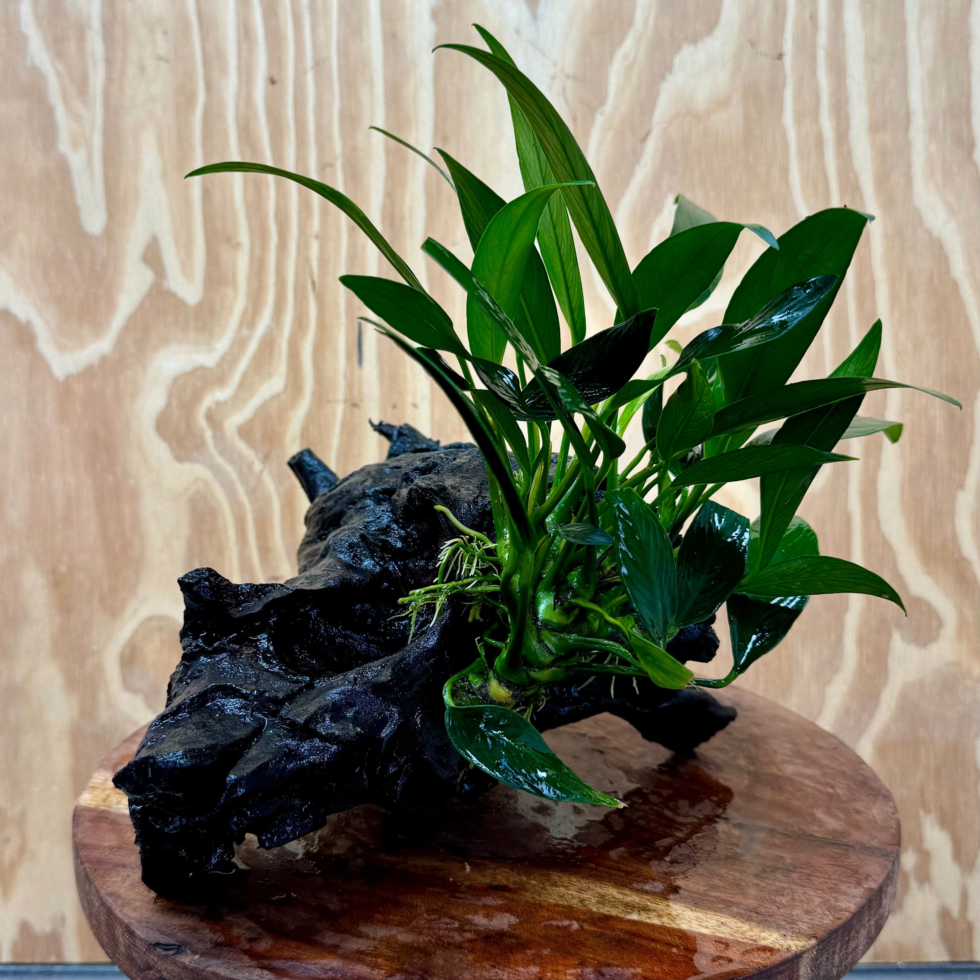 Pisces Enterprises One Only Anubias Old Type Afzelli on Medium Driftwood Creation - One Only - Lush Anubias Paco on Medium Driftwood - Aquarium Plants Australia