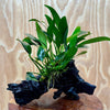 Pisces Enterprises One Only Anubias Old Type Afzelli on Medium Driftwood Creation - One Only - Lush Anubias Paco on Medium Driftwood - Aquarium Plants Australia