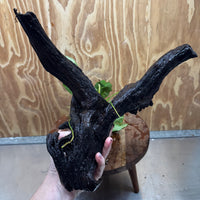 Pisces Enterprises One Only Anubias 'Old type Barteri' on Large Driftwood Creation - ONE ONLY Anubias Barteri on Large Driftwood - One Only Scapeshop Australia