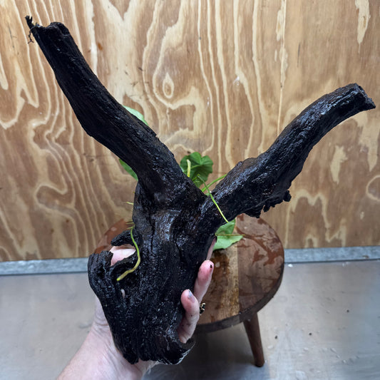 Pisces Enterprises One Only Anubias 'Old type Barteri' on Large Driftwood Creation - ONE ONLY Anubias Barteri on Large Driftwood - One Only Scapeshop Australia