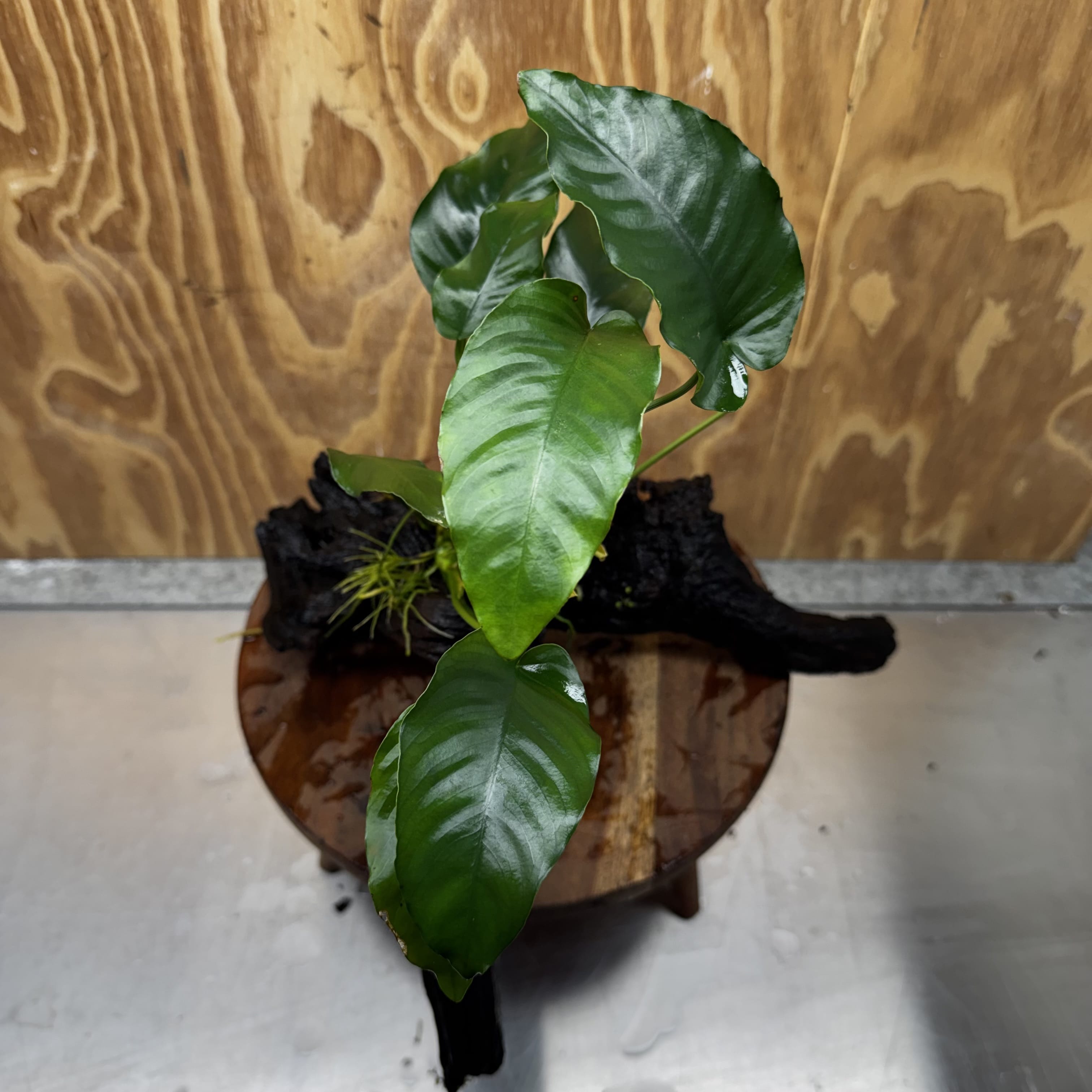 Pisces Enterprises One Only Anubias 'Old type Barteri' on Large Driftwood Creation - ONE ONLY Anubias Barteri on Large Driftwood - One Only Scapeshop Australia