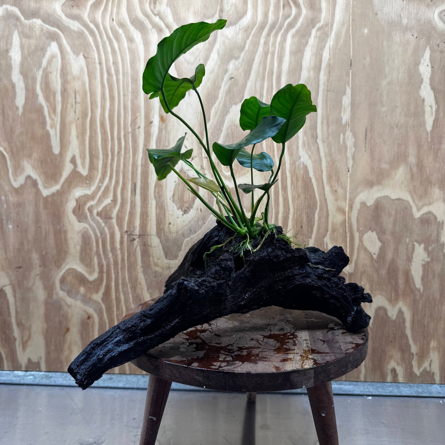 Pisces Enterprises One Only Anubias 'Old type Barteri' on Large Driftwood Creation - ONE ONLY Anubias Barteri on Large Driftwood - One Only Scapeshop Australia