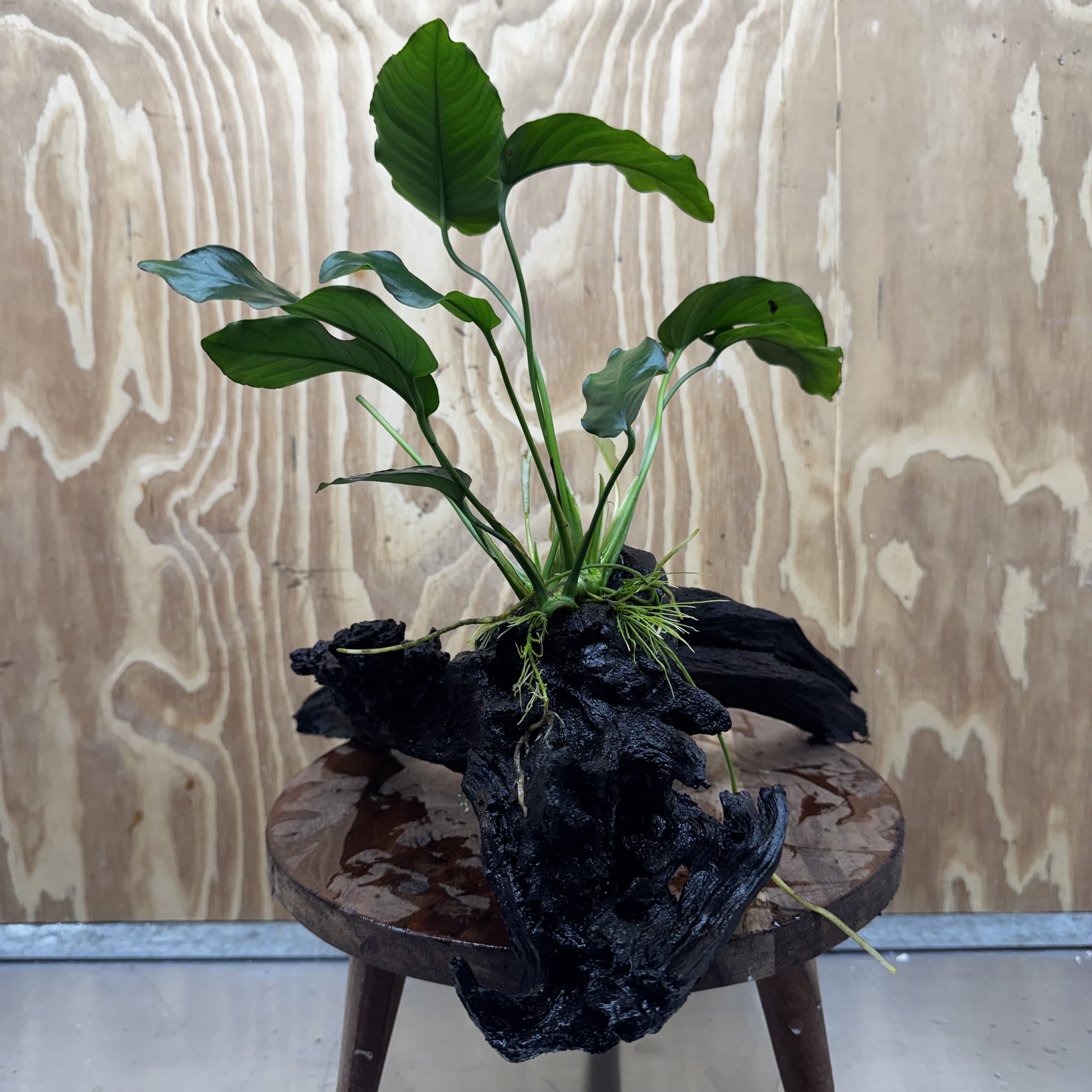 Pisces Enterprises One Only Anubias 'Old type Barteri' on Large Driftwood Creation - ONE ONLY Anubias Barteri on Large Driftwood - One Only Scapeshop Australia