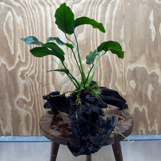 Pisces Enterprises One Only Anubias 'Old type Barteri' on Large Driftwood Creation - ONE ONLY Anubias Barteri on Large Driftwood - One Only Scapeshop Australia