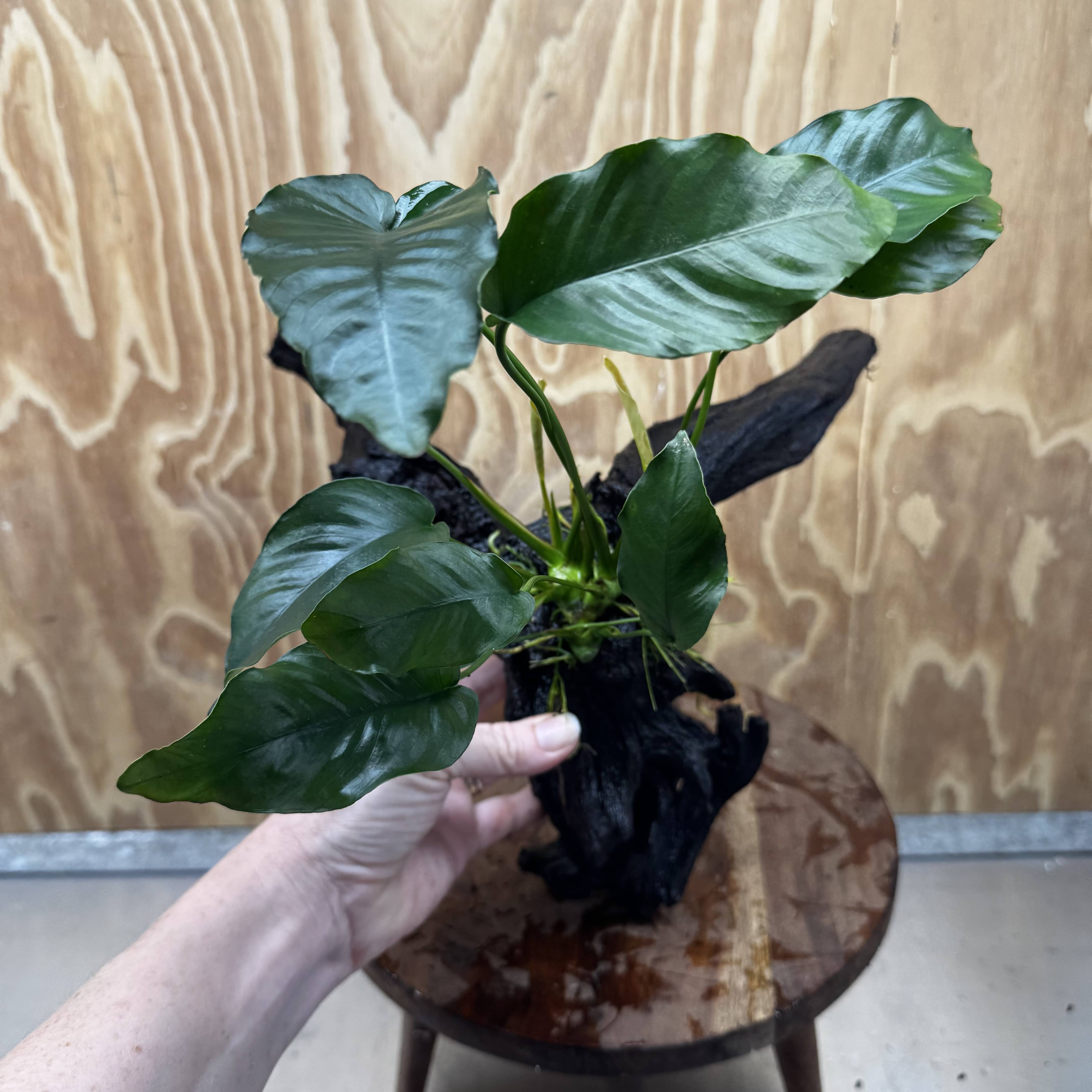 Pisces Enterprises One Only Anubias 'Old type Barteri' on Large Driftwood Creation - ONE ONLY Anubias Barteri on Large Driftwood - One Only Scapeshop Australia