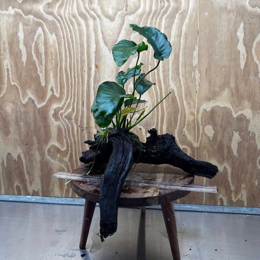 Pisces Enterprises One Only Anubias 'Old type Barteri' on Large Driftwood Creation - ONE ONLY Anubias Barteri on Large Driftwood - One Only Scapeshop Australia