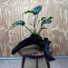 Pisces Enterprises One Only Anubias 'Old type Barteri' on Large Driftwood Creation - ONE ONLY Anubias Barteri on Large Driftwood - One Only Scapeshop Australia