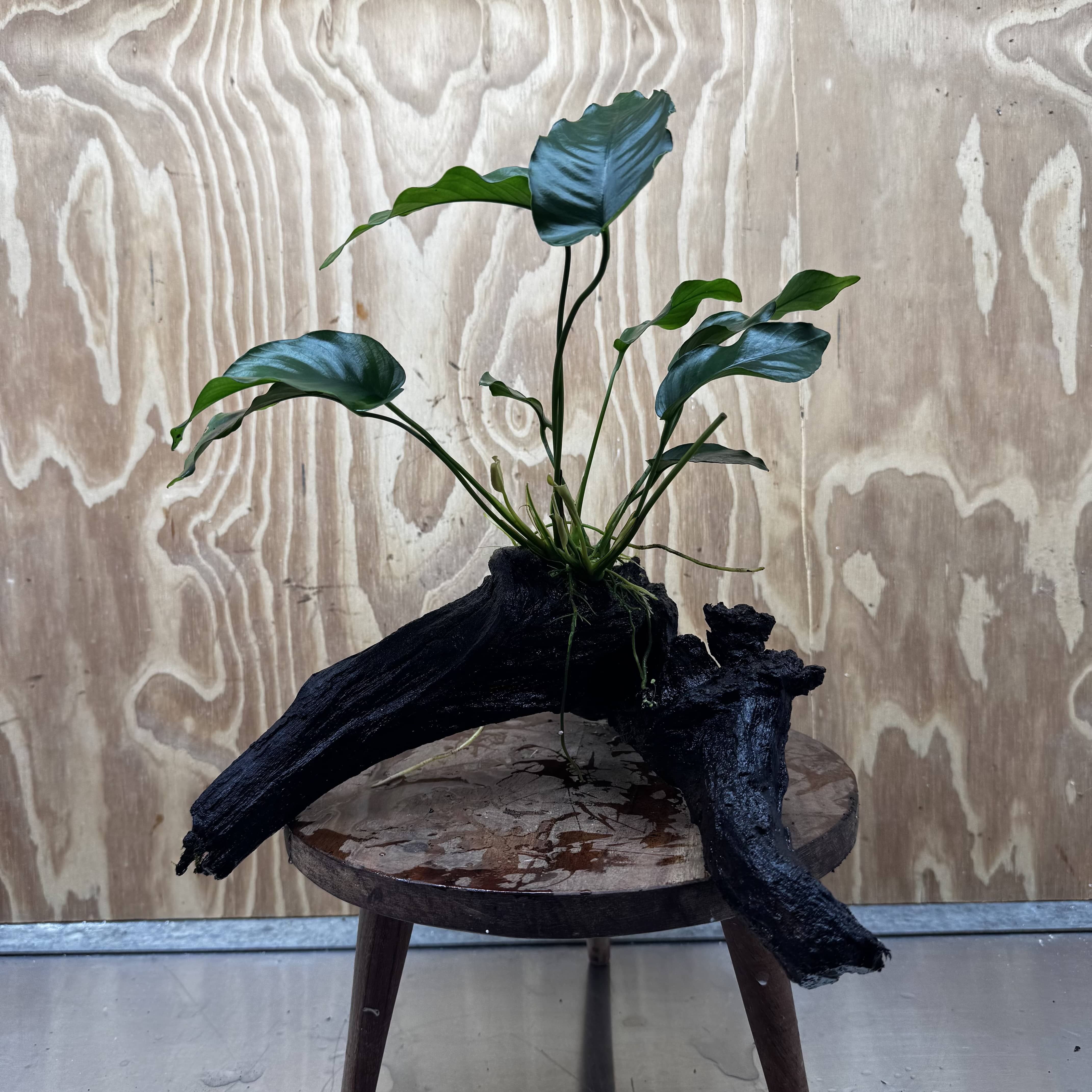 Pisces Enterprises One Only Anubias 'Old type Barteri' on Large Driftwood Creation - ONE ONLY Anubias Barteri on Large Driftwood - One Only Scapeshop Australia