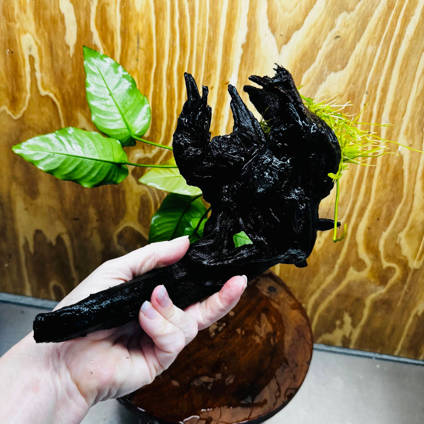 Pisces Enterprises One Only Anubias 'Old Type Barteri' on Large Driftwood Creation - ONE ONLY - Amazing Anubias Barteri on Large Driftwood - One Only Scapeshop Australia Aquarium