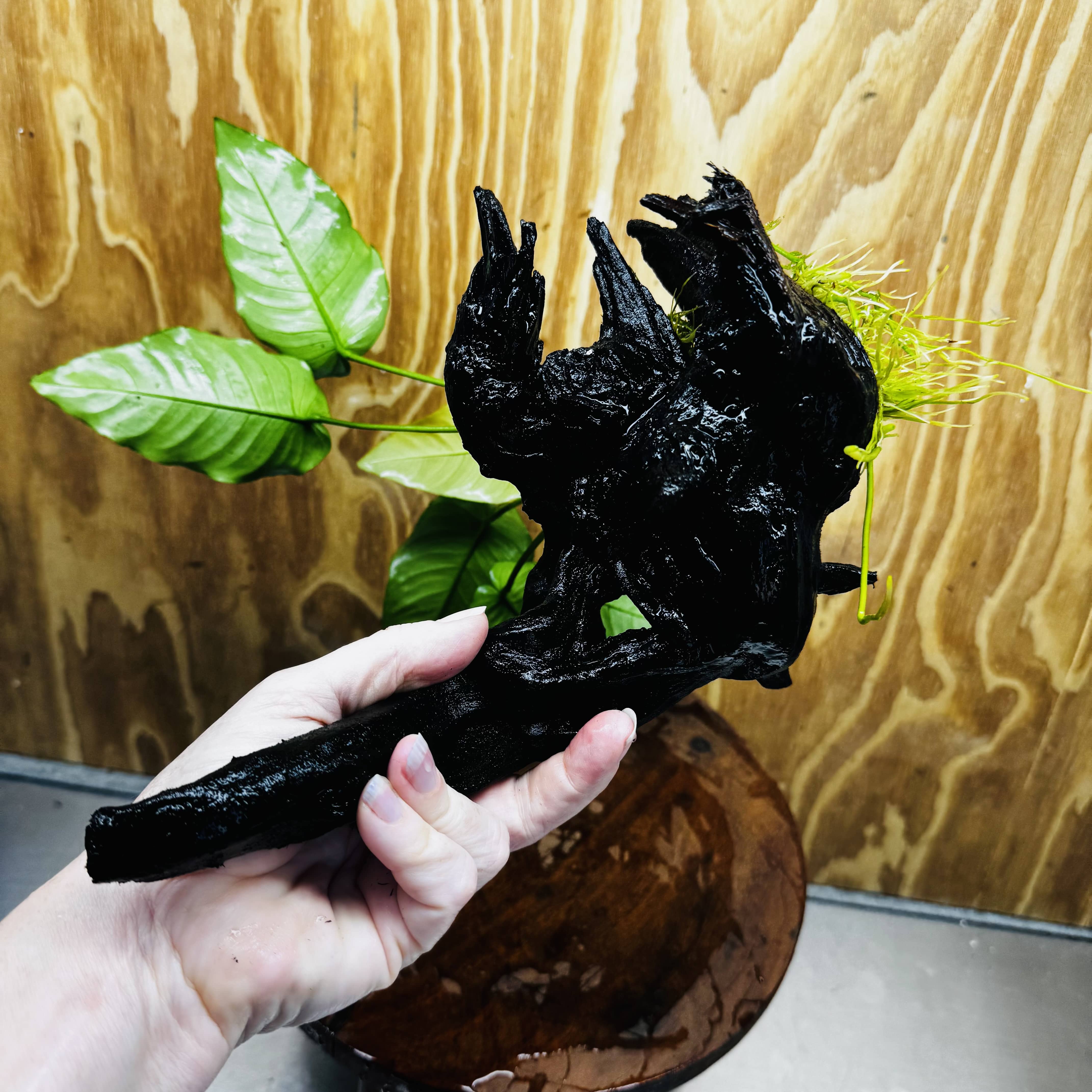 Pisces Enterprises One Only Anubias 'Old Type Barteri' on Large Driftwood Creation - ONE ONLY - Amazing Anubias Barteri on Large Driftwood - One Only Scapeshop Australia Aquarium