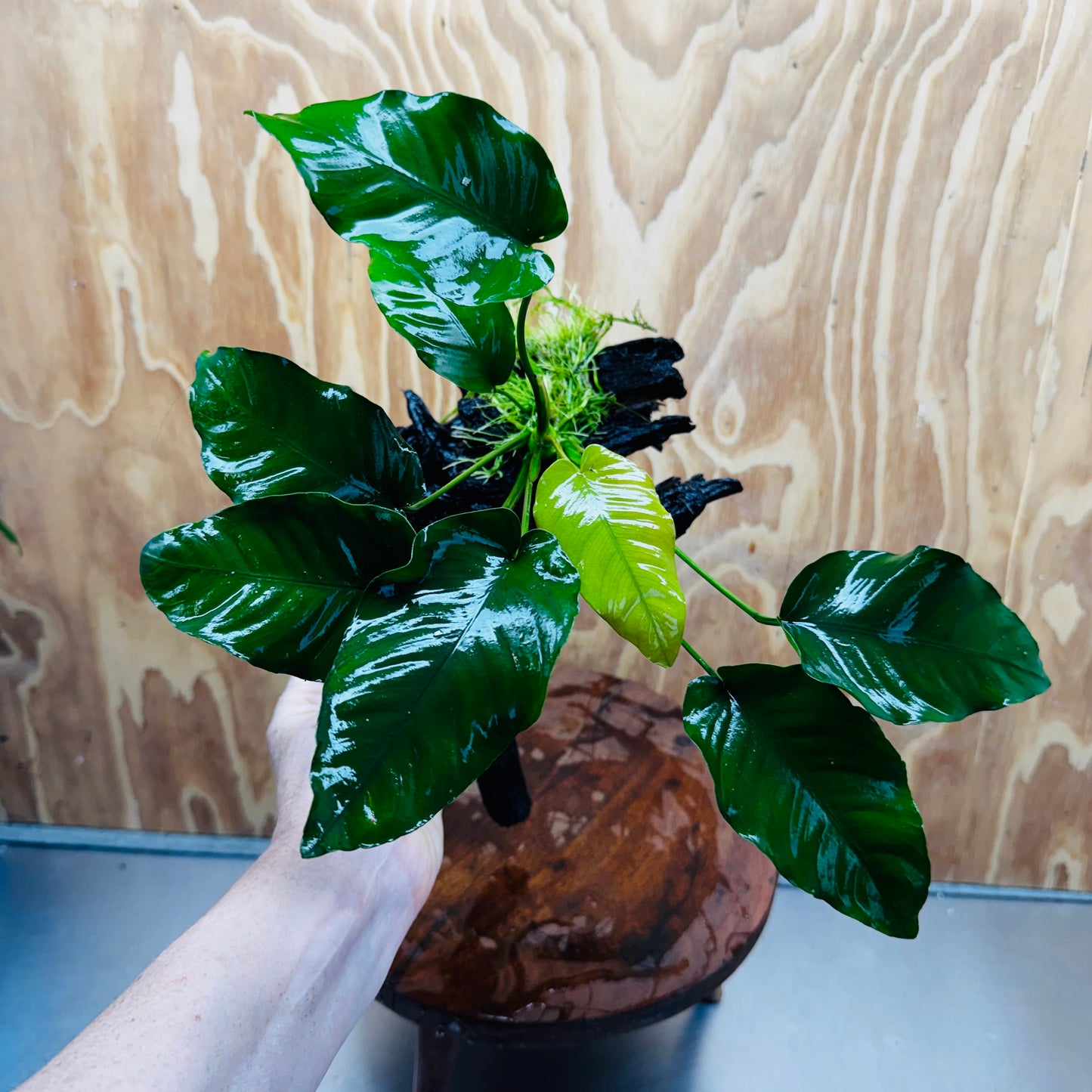 Pisces Enterprises One Only Anubias 'Old Type Barteri' on Large Driftwood Creation - ONE ONLY - Amazing Anubias Barteri on Large Driftwood - One Only Scapeshop Australia Aquarium