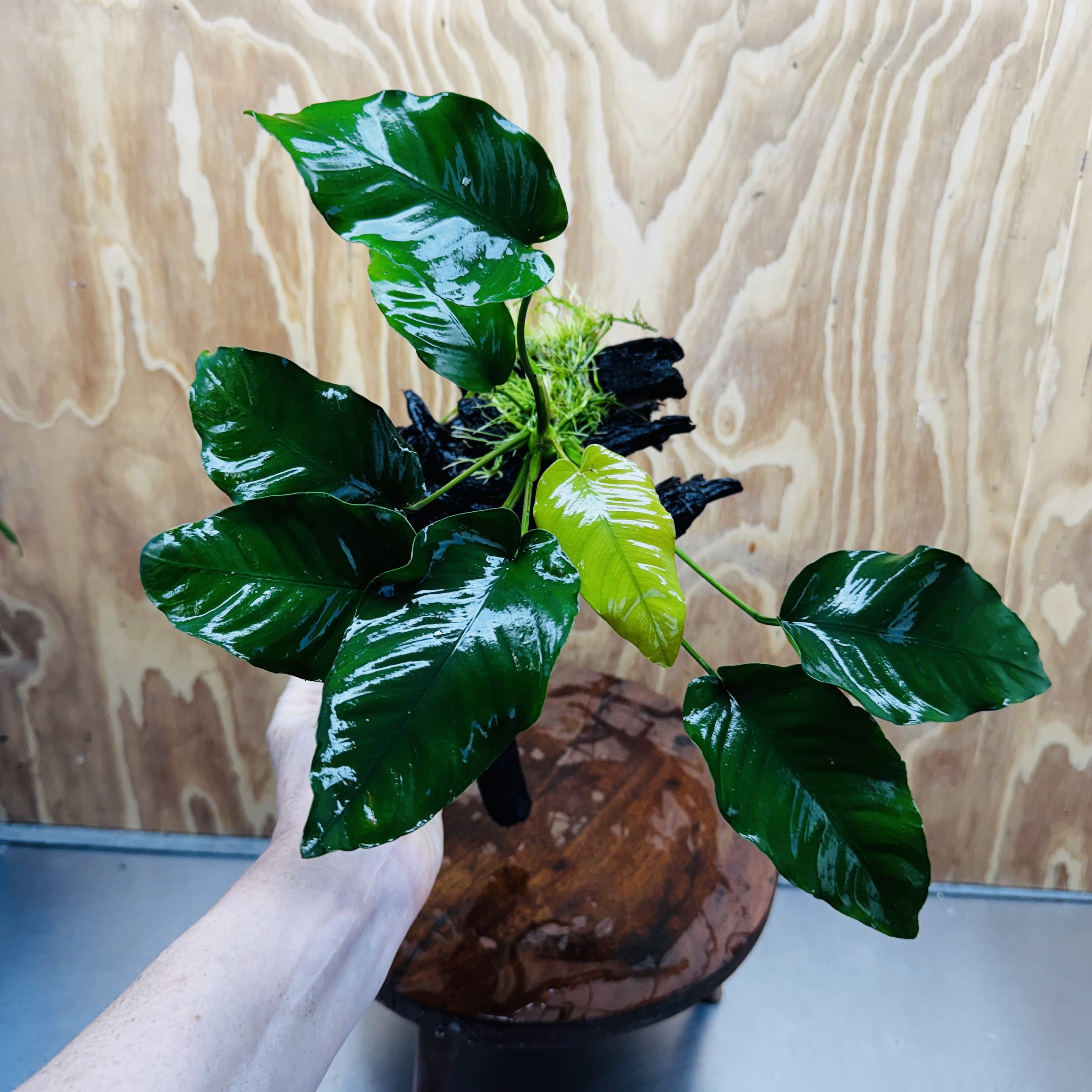 Pisces Enterprises One Only Anubias 'Old Type Barteri' on Large Driftwood Creation - ONE ONLY - Amazing Anubias Barteri on Large Driftwood - One Only Scapeshop Australia Aquarium