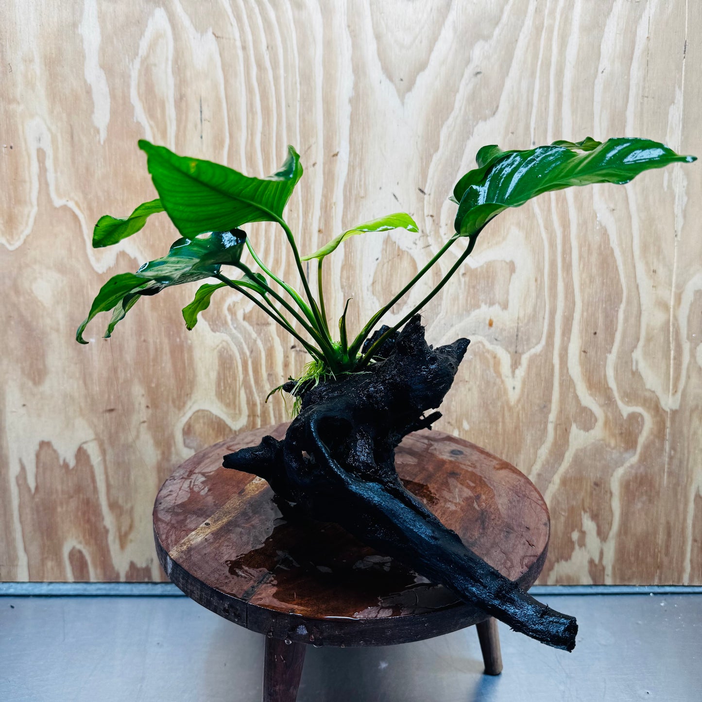 Pisces Enterprises One Only Anubias 'Old Type Barteri' on Large Driftwood Creation - ONE ONLY - Amazing Anubias Barteri on Large Driftwood - One Only Scapeshop Australia Aquarium