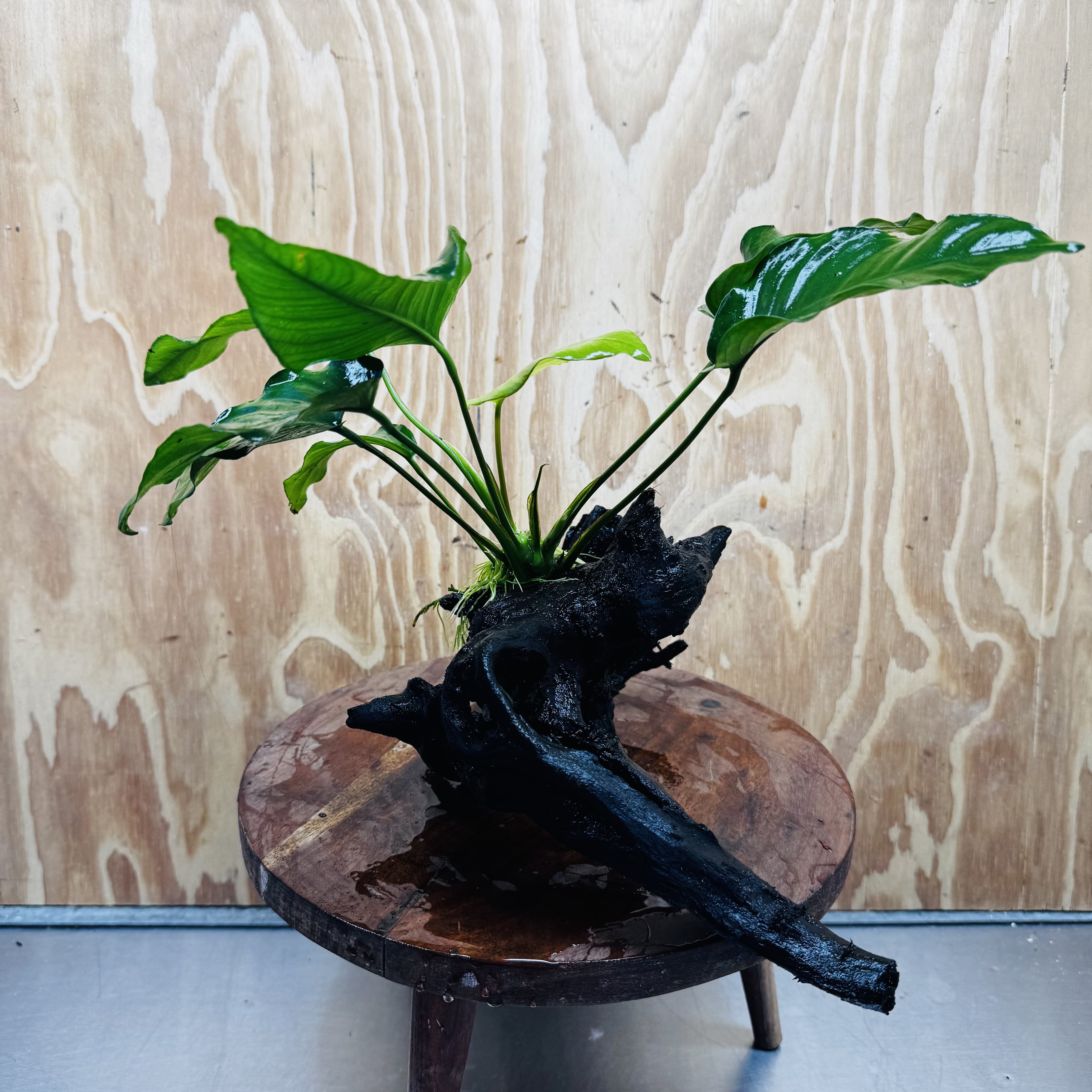 Pisces Enterprises One Only Anubias 'Old Type Barteri' on Large Driftwood Creation - ONE ONLY - Amazing Anubias Barteri on Large Driftwood - One Only Scapeshop Australia Aquarium
