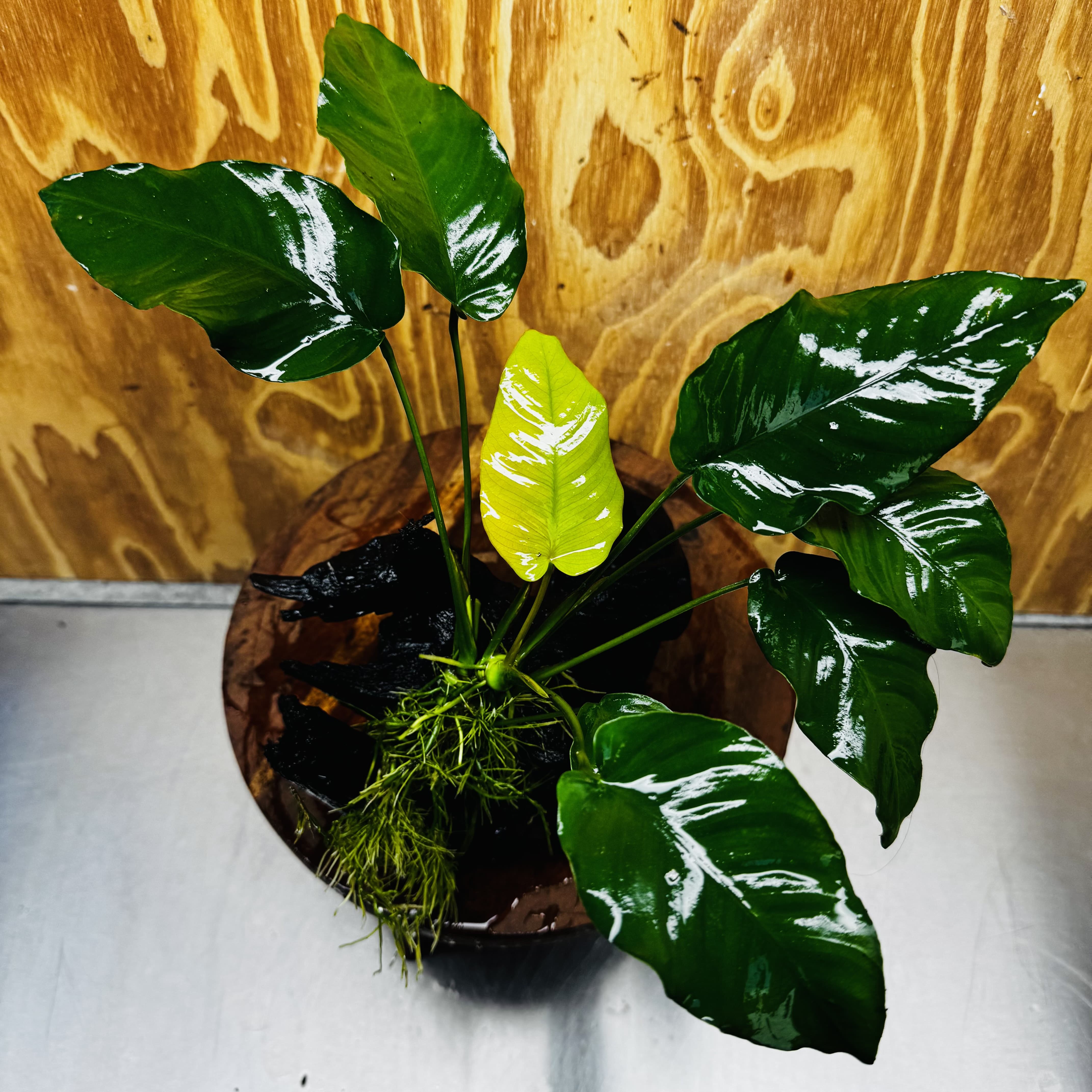 Pisces Enterprises One Only Anubias 'Old Type Barteri' on Large Driftwood Creation - ONE ONLY - Amazing Anubias Barteri on Large Driftwood - One Only Scapeshop Australia Aquarium