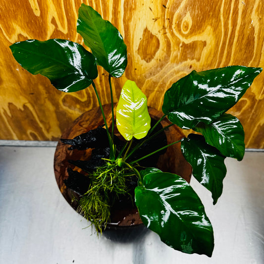 Pisces Enterprises One Only Anubias 'Old Type Barteri' on Large Driftwood Creation - ONE ONLY - Amazing Anubias Barteri on Large Driftwood - One Only Scapeshop Australia Aquarium