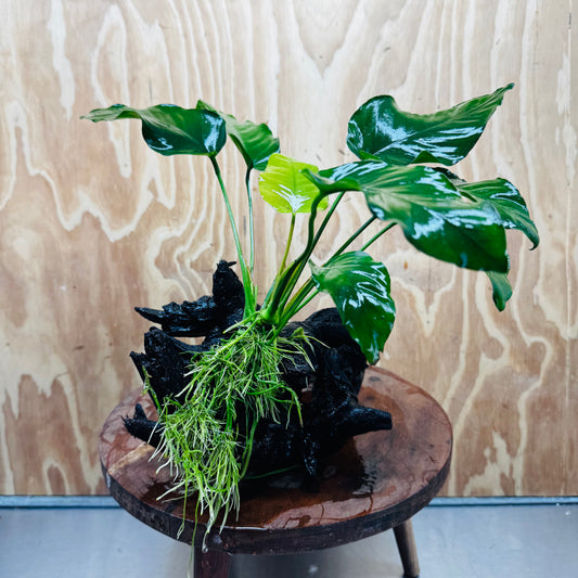 Pisces Enterprises One Only Anubias 'Old Type Barteri' on Large Driftwood Creation - ONE ONLY - Amazing Anubias Barteri on Large Driftwood - One Only Scapeshop Australia Aquarium
