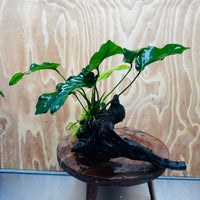 Pisces Enterprises One Only Anubias 'Old Type Barteri' on Large Driftwood Creation - ONE ONLY - Amazing Anubias Barteri on Large Driftwood - One Only Scapeshop Australia Aquarium
