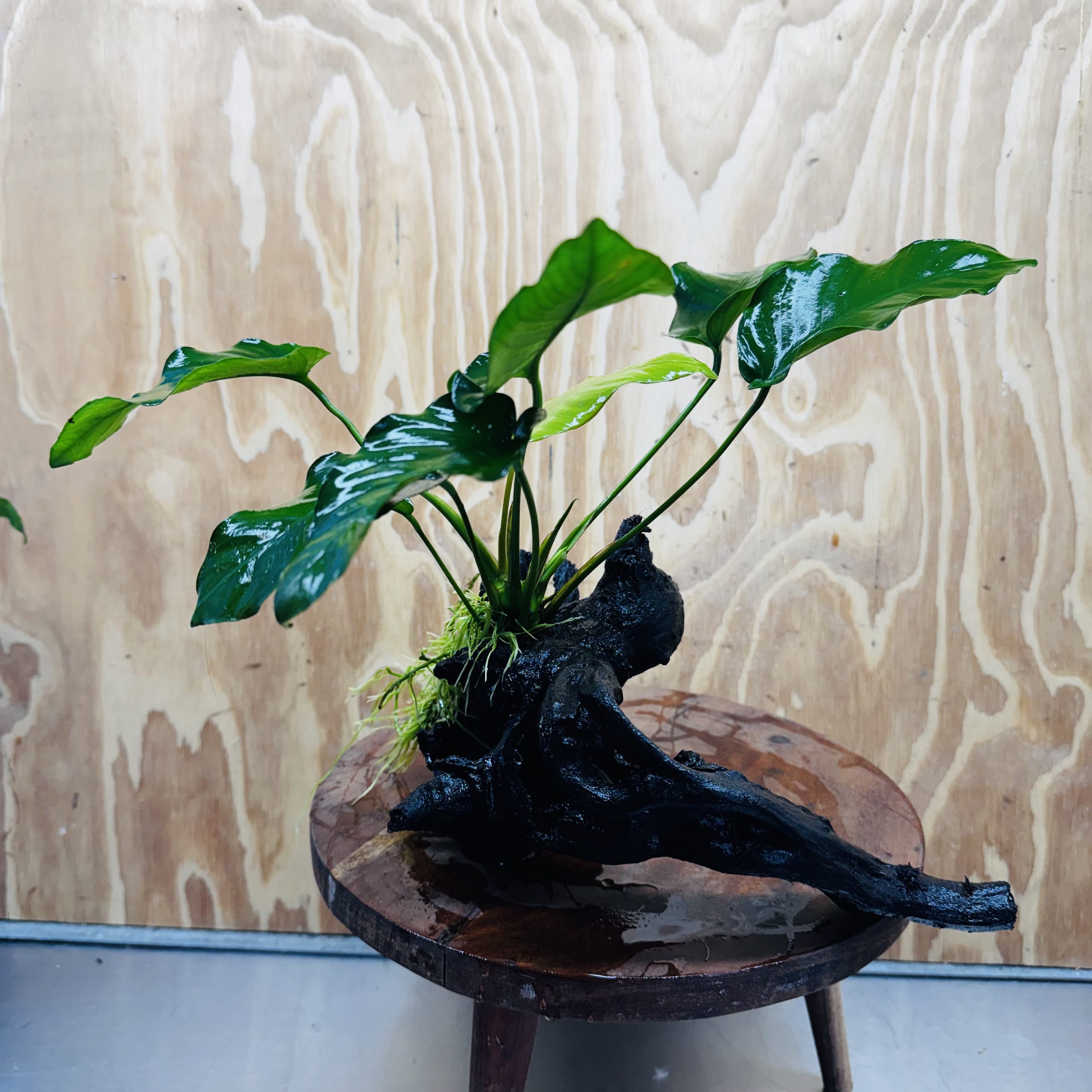 Pisces Enterprises One Only Anubias 'Old Type Barteri' on Large Driftwood Creation - ONE ONLY - Amazing Anubias Barteri on Large Driftwood - One Only Scapeshop Australia Aquarium