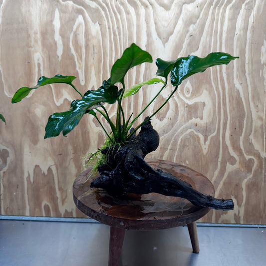 Pisces Enterprises One Only Anubias 'Old Type Barteri' on Large Driftwood Creation - ONE ONLY - Amazing Anubias Barteri on Large Driftwood - One Only Scapeshop Australia Aquarium