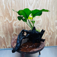 Pisces Enterprises One Only Anubias 'Old Type Barteri' on Large Driftwood Creation - ONE ONLY - Amazing Anubias Barteri on Large Driftwood - One Only Scapeshop Australia Aquarium