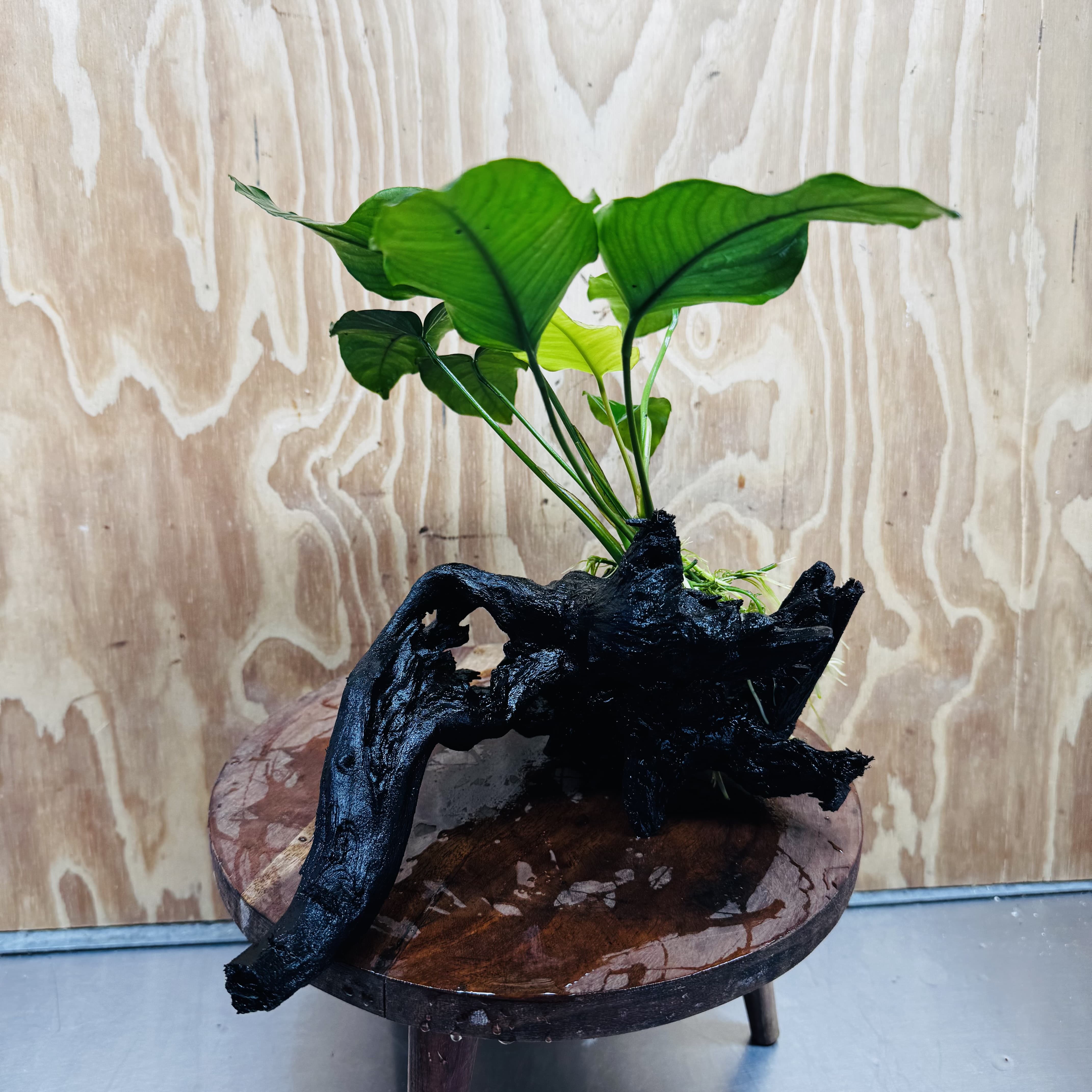 Pisces Enterprises One Only Anubias 'Old Type Barteri' on Large Driftwood Creation - ONE ONLY - Amazing Anubias Barteri on Large Driftwood - One Only Scapeshop Australia Aquarium