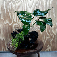 Pisces Enterprises One Only Anubias 'Old Type Barteri' on Large Driftwood Creation - ONE ONLY - Amazing Anubias Barteri on Large Driftwood - One Only Scapeshop Australia Aquarium